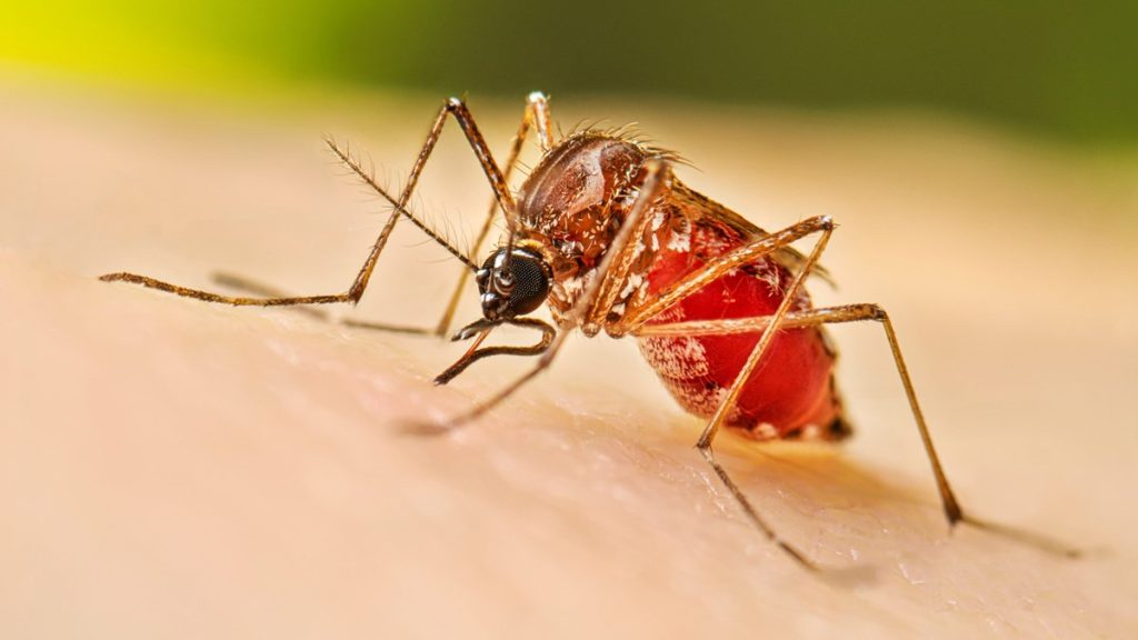 dengue paragraph