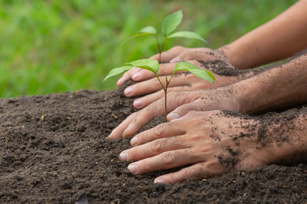 paragraph tree plantation